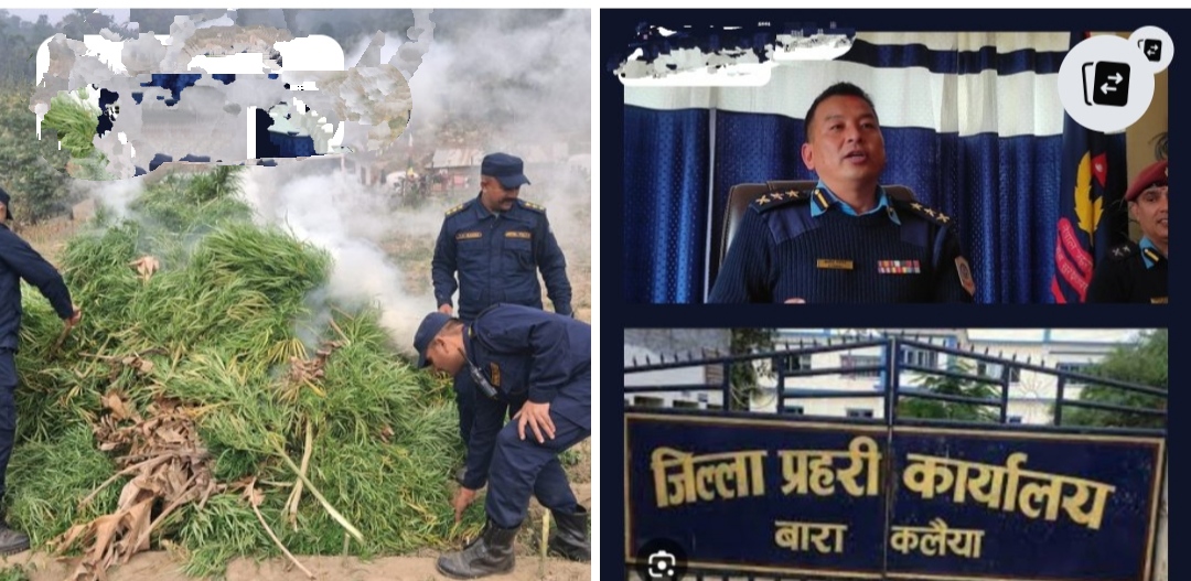 एसपी तमाङ्गको एक्सन ९ बिगाहाको गाँजा खेती फँडानी तथा नष्ट